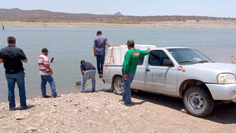 Libera IAES tilapia negra en presa “El Oviachic”
