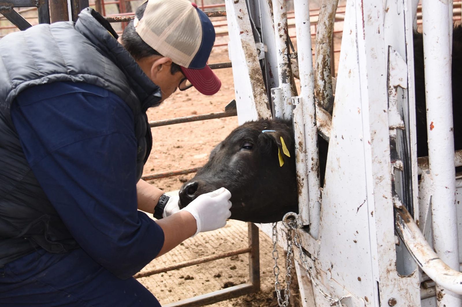 La titular de la Sagarhpa, Celida López Cárdenas, supervisó el trabajo en la estación cuarentenaria de Nogales, donde se garantiza la sanidad del ganado de exportación.