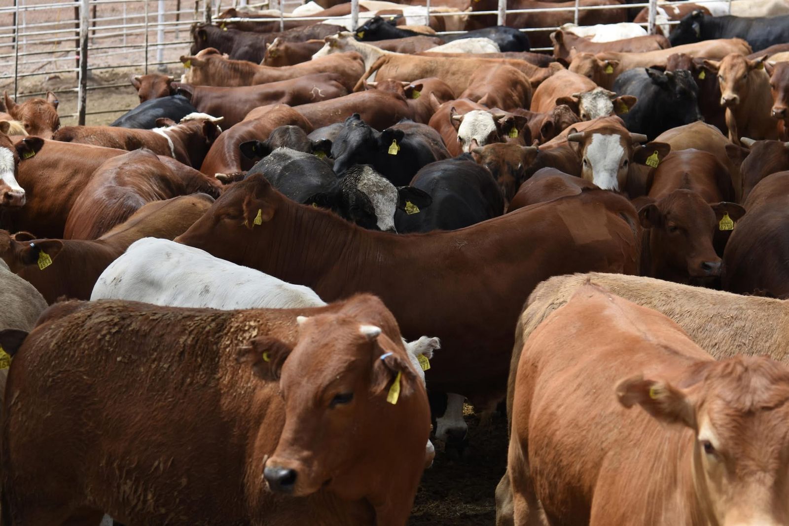 La titular de la Sagarhpa, Celida López Cárdenas, supervisó el trabajo en la estación cuarentenaria de Nogales, donde se garantiza la sanidad del ganado de exportación.