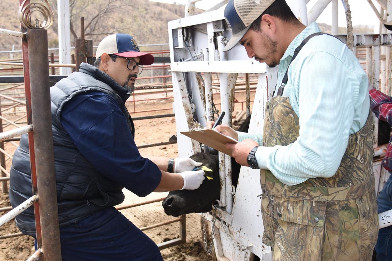 La titular de la Sagarhpa, Celida López Cárdenas, supervisó el trabajo en la estación cuarentenaria de Nogales, donde se garantiza la sanidad del ganado de exportación.