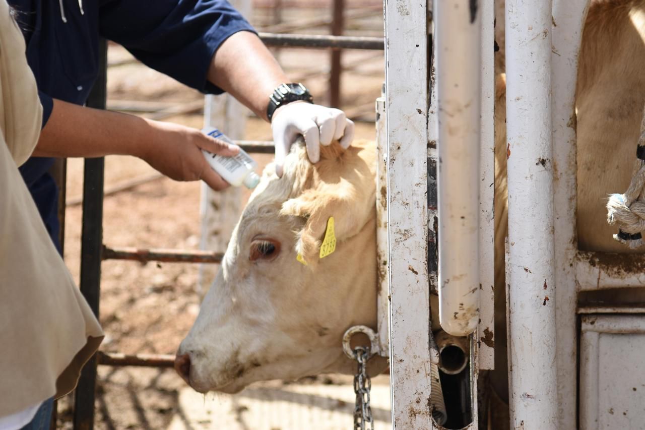La titular de la Sagarhpa, Celida López Cárdenas, supervisó el trabajo en la estación cuarentenaria de Nogales, donde se garantiza la sanidad del ganado de exportación.