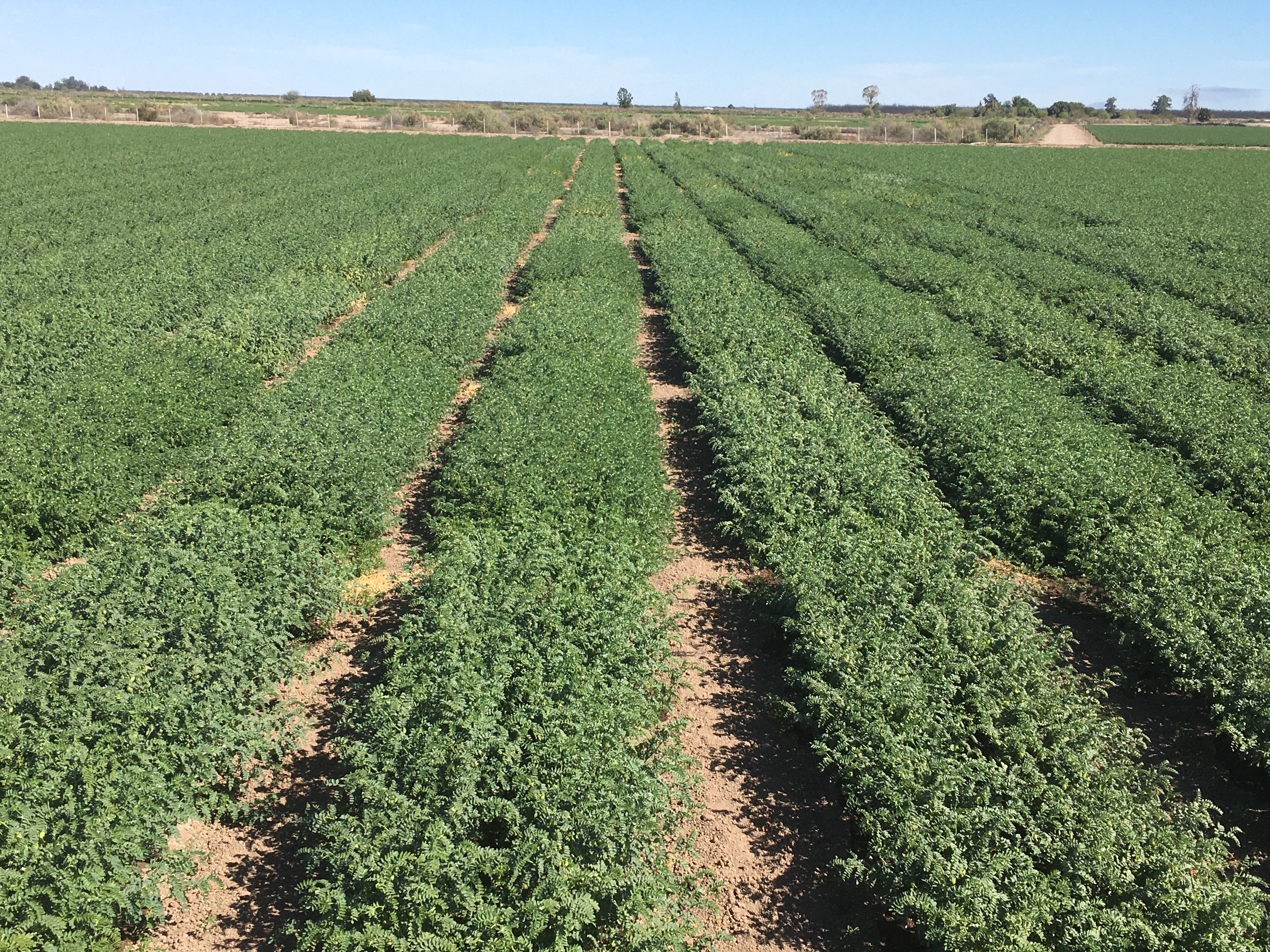 Sagarhpa invita al XIII Simposio Nacional de Garbanzo