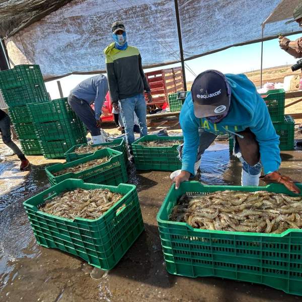 Resaltan Sagarhpa y el Cosaes sanidad y liderazgo del camarón sonorense a nivel mundial