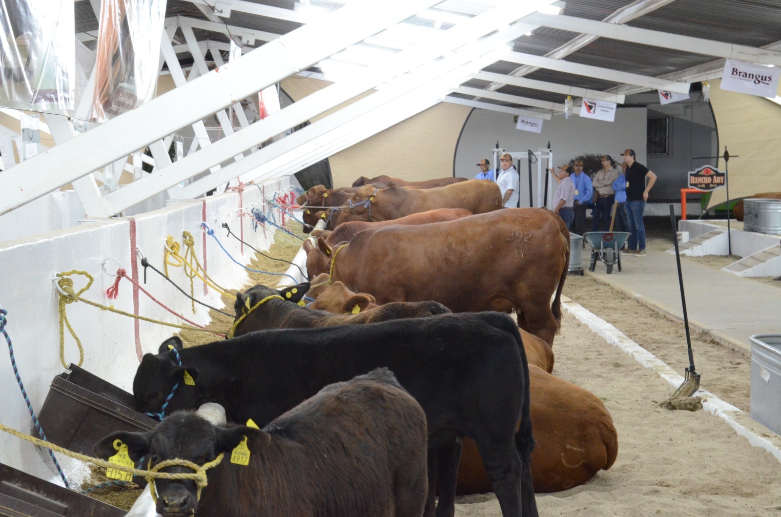 Busca Secretaría de Agricultura estatal contar con inventario actualizado de ganado en Sonora