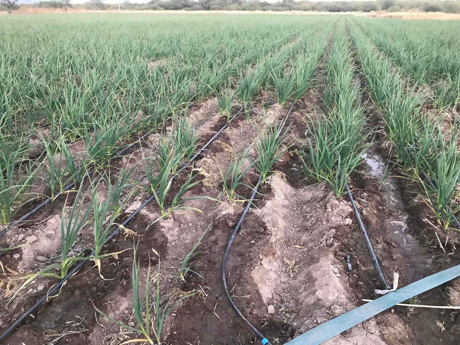 WhatsApp Image 2023 08 06 at 14.47.07