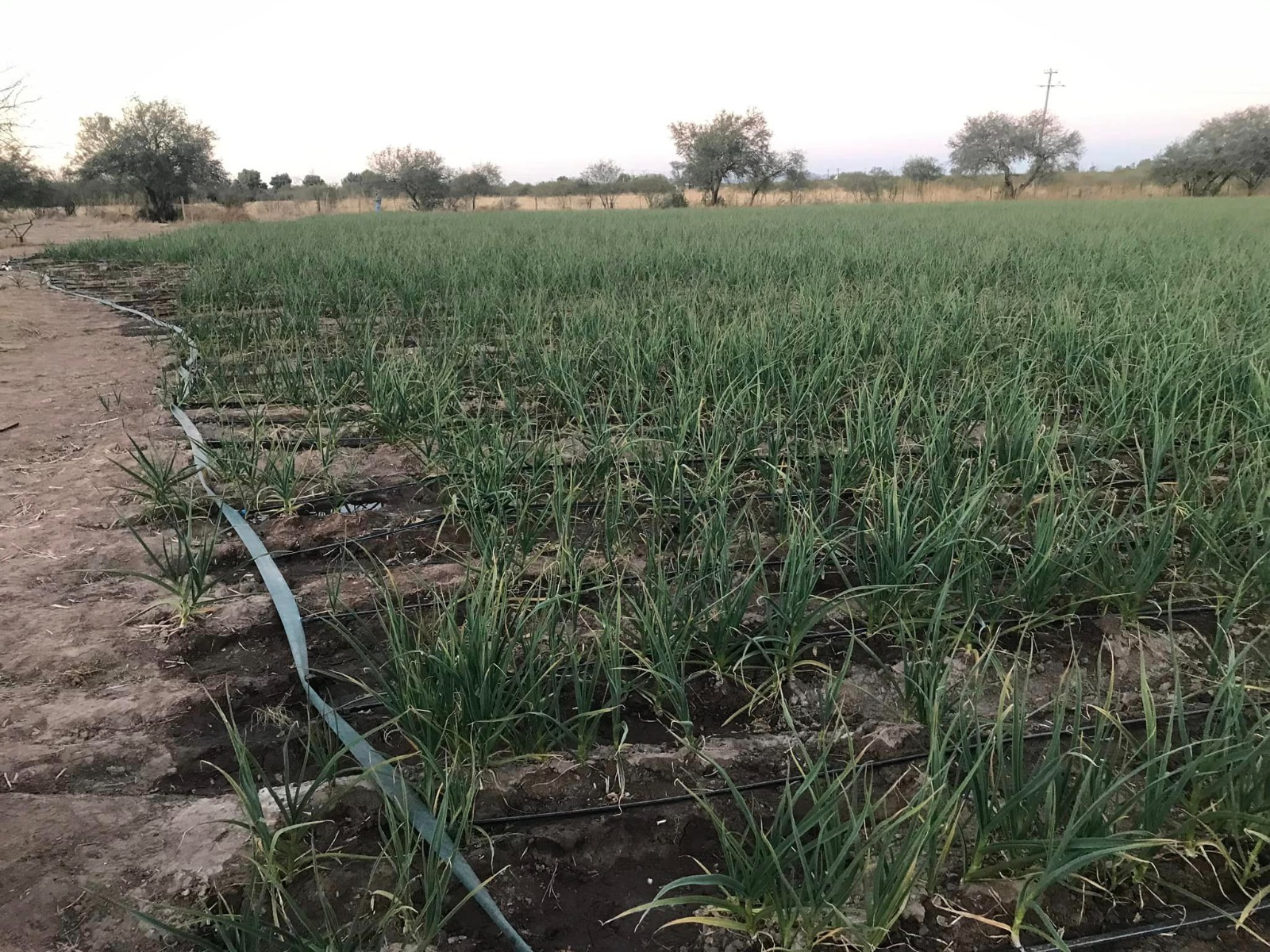 WhatsApp Image 2023 08 06 at 14.47.08