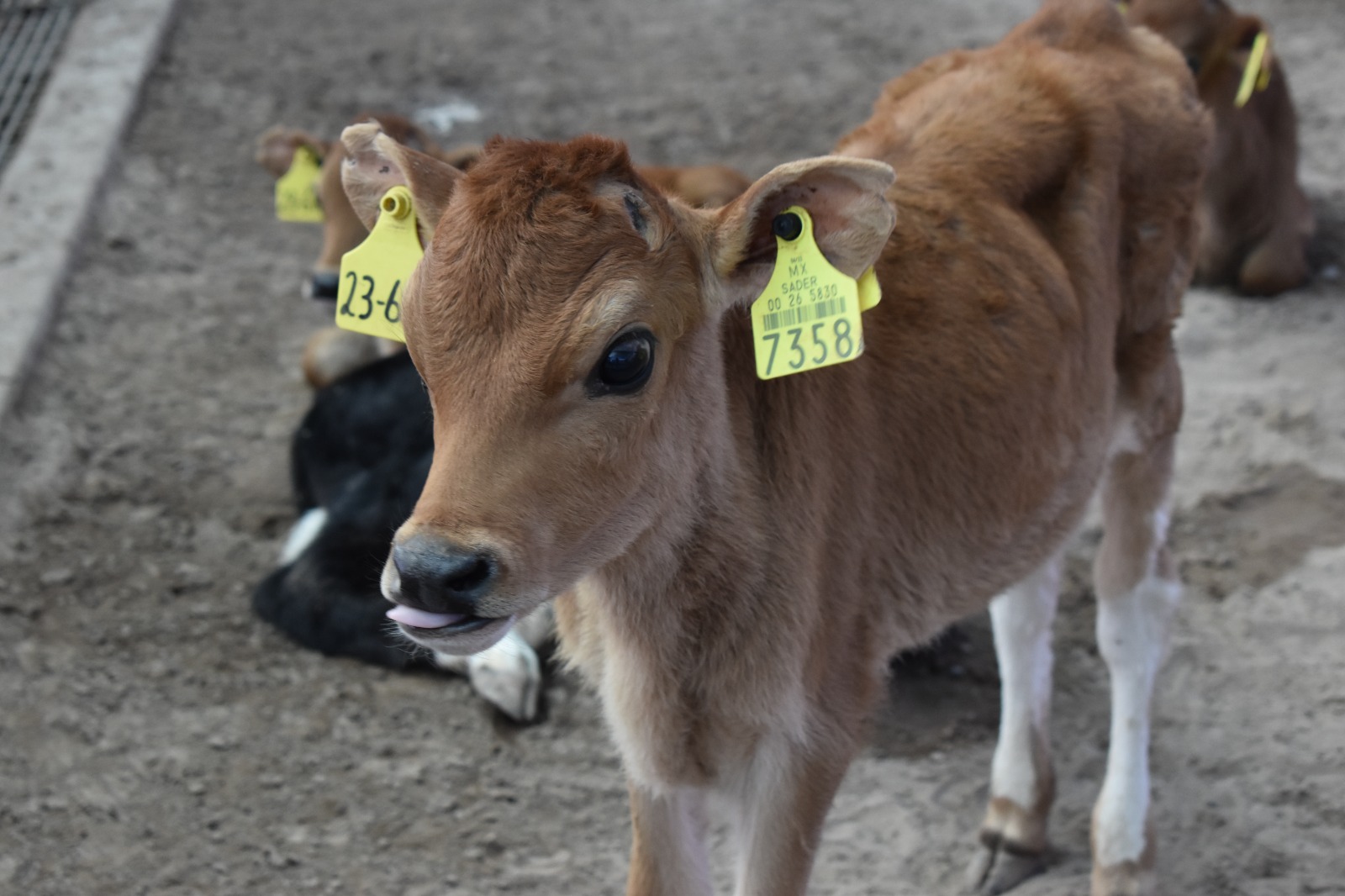 WhatsApp Image 2024 01 18 at 13.11.06