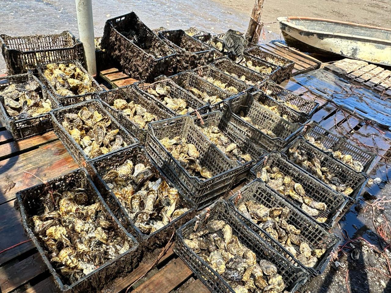 WhatsApp Image 2024 10 09 at 10.00.40 AM 1