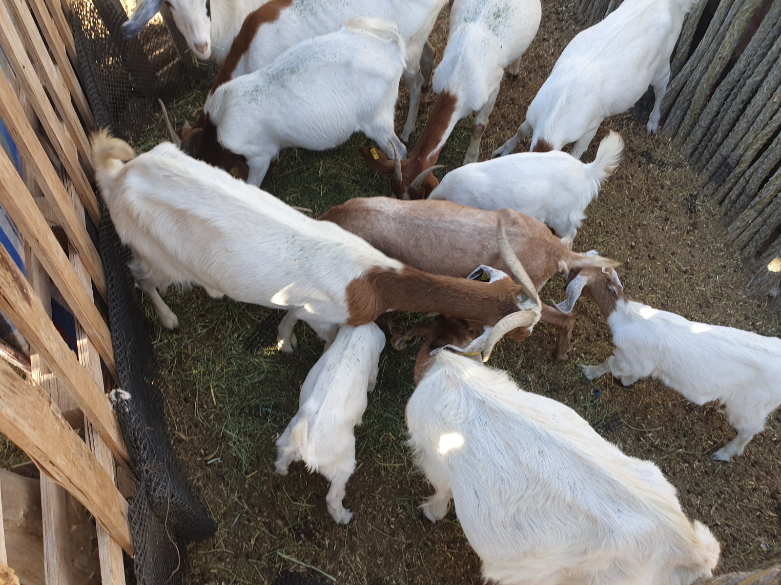 WhatsApp Image 2024 10 09 at 10.04.09 AM 3