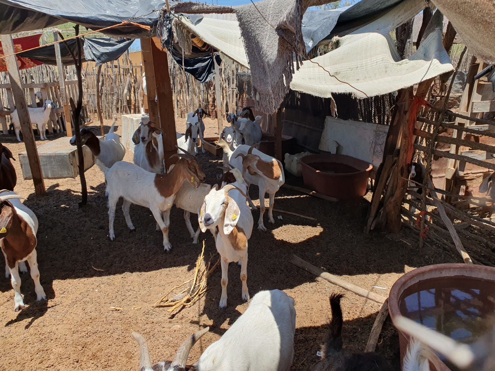 WhatsApp Image 2024 10 09 at 10.04.09 AM 4