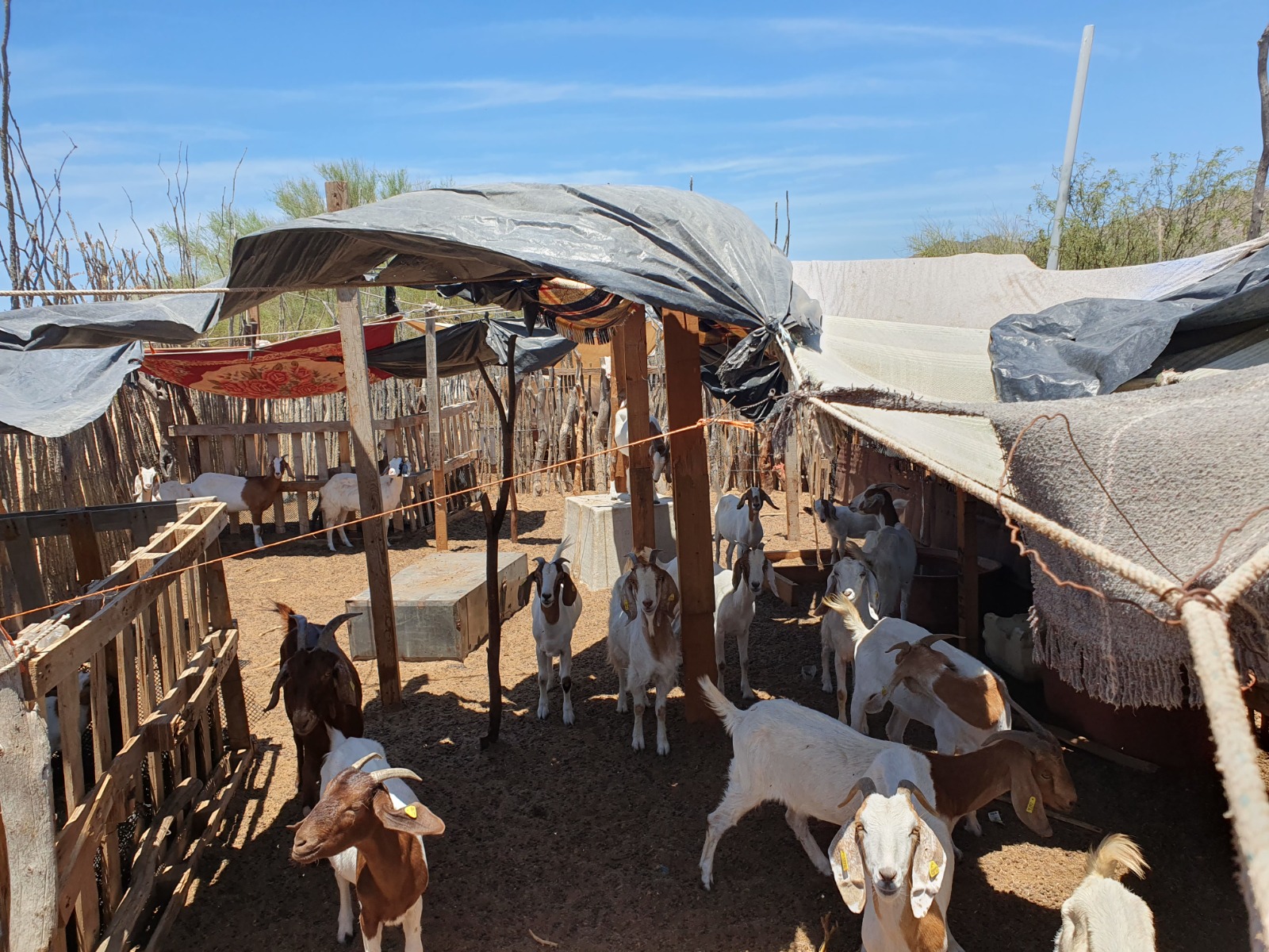 WhatsApp Image 2024 10 09 at 10.04.09 AM 5