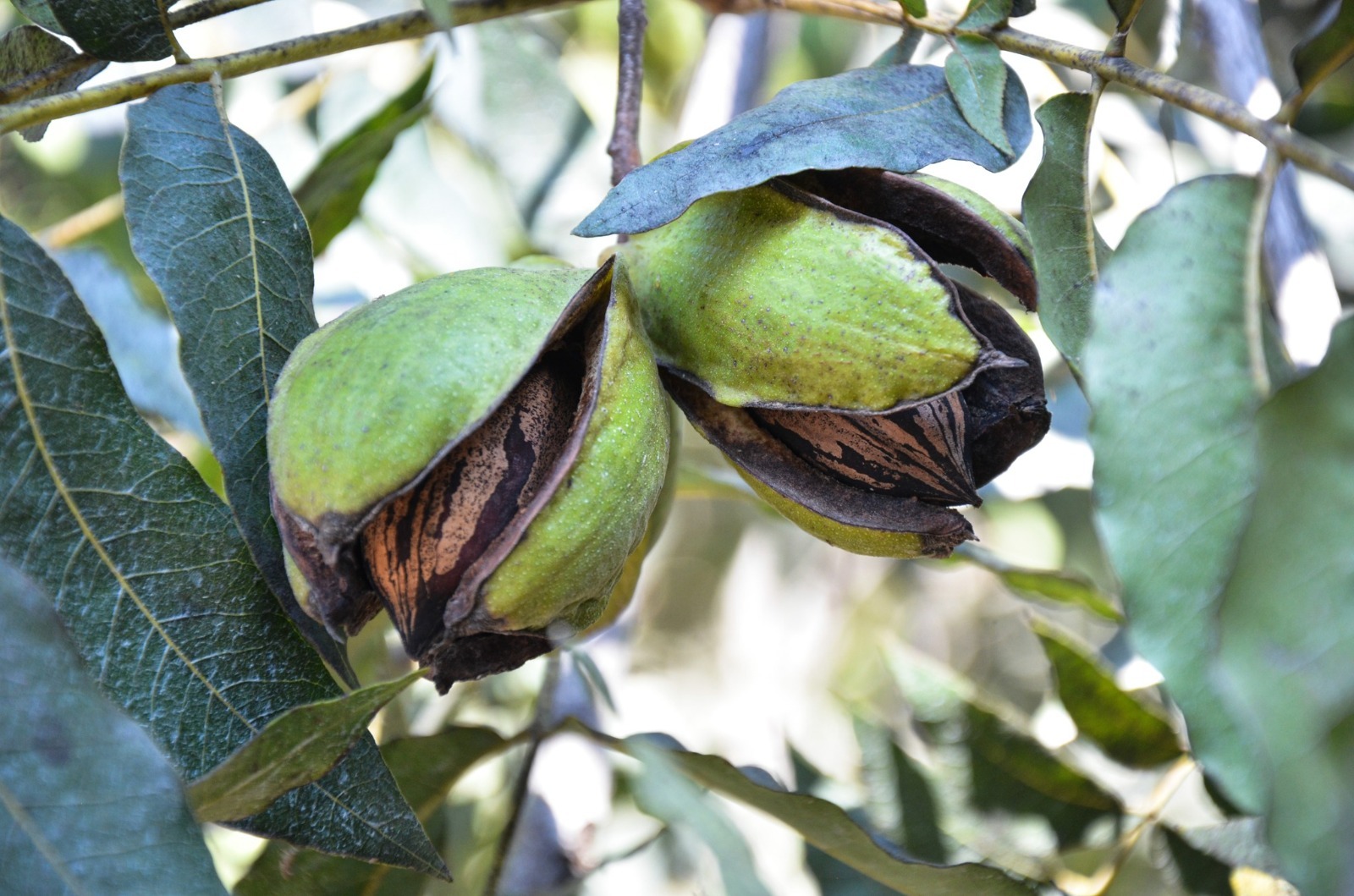 WhatsApp Image 2024 10 09 at 10.04.11 AM 3