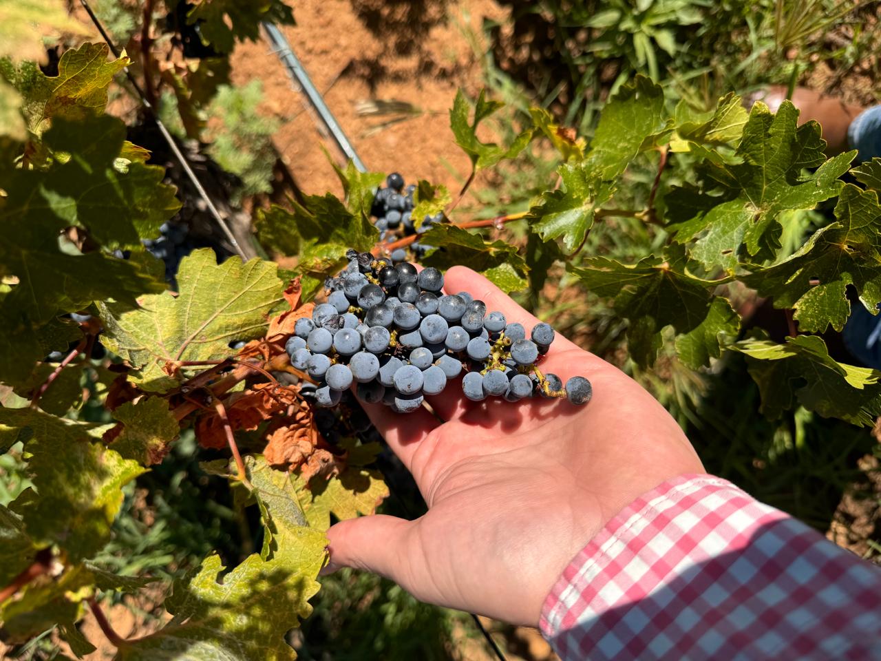 WhatsApp Image 2024 10 09 at 12.24.39 PM 2