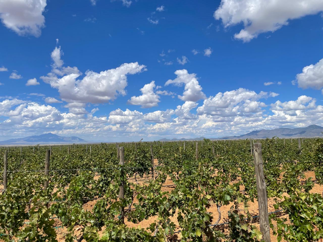 WhatsApp Image 2024 10 09 at 12.24.41 PM 3