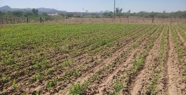 WhatsApp Image 2024 10 09 at 9.58.58 AM 1